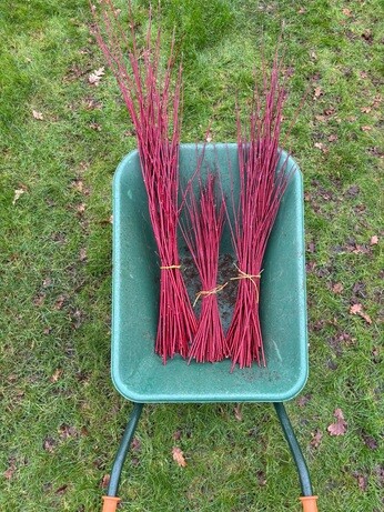 Weekly catch up with garden & propagation Weekly catch up with garden & propagation