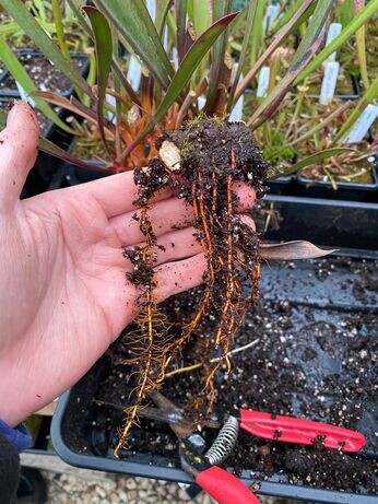 Winter propagation-carnivorous plants Winter propagation-carnivorous plants
