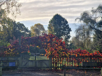 Brilliant autumn colour Brilliant autumn colour