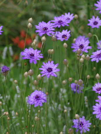 Weekly catch up with garden & propagation Weekly catch up with garden & propagation