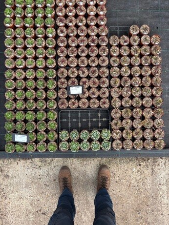 Weekly catch up with garden & propagation Weekly catch up with garden & propagation