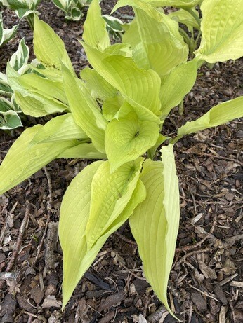 How to grow and get the best from your hostas How to grow and get the best from your hostas