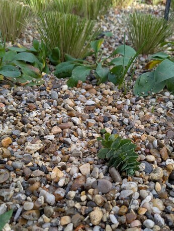 Weekly catch up with garden & propagation Weekly catch up with garden & propagation