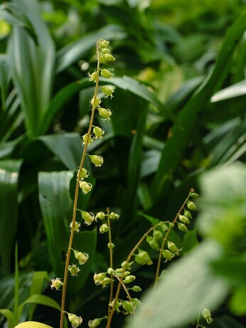 Weekly catch up with gardens & propagation Weekly catch up with gardens & propagation