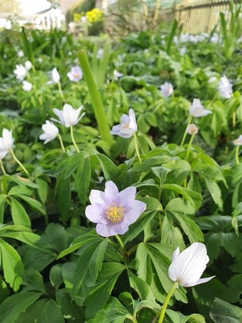Potted dwarf bulbs and why we prefer to plant bulbs in the spring Potted dwarf bulbs and why we prefer to plant bulbs in the spring