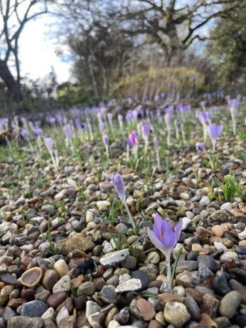 Weekly catch up with garden & propagation Weekly catch up with garden & propagation