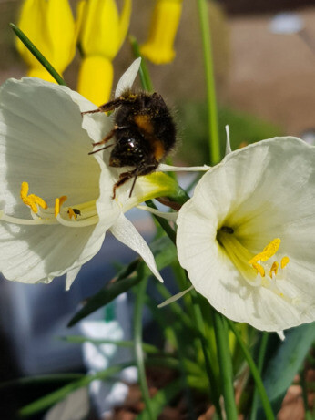 Weekly catch up with garden & propagation Weekly catch up with garden & propagation