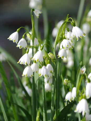 Our favourite spring bulbs Our favourite spring bulbs