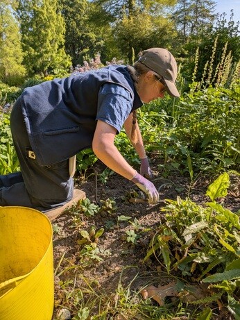 Weekly catch up with gardens & propagation Weekly catch up with gardens & propagation