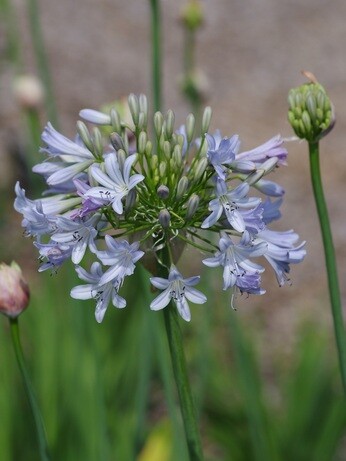 Weekly catch up with garden & propagation Weekly catch up with garden & propagation