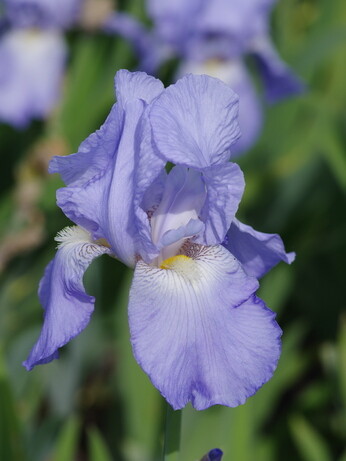 Weekly catch up with garden & propagation Weekly catch up with garden & propagation