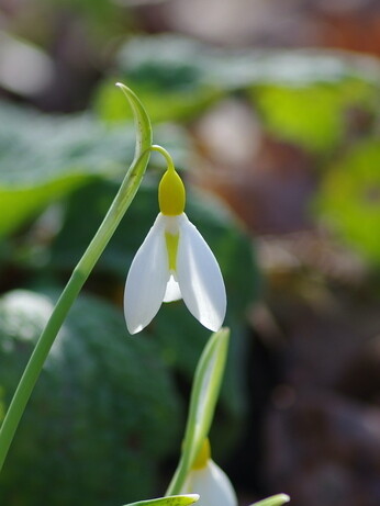 Splendid snowdrops at the Beth Chatto Gardens Splendid snowdrops at the Beth Chatto Gardens