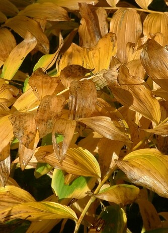 Perennials for Great Autumn Colour Perennials for Great Autumn Colour