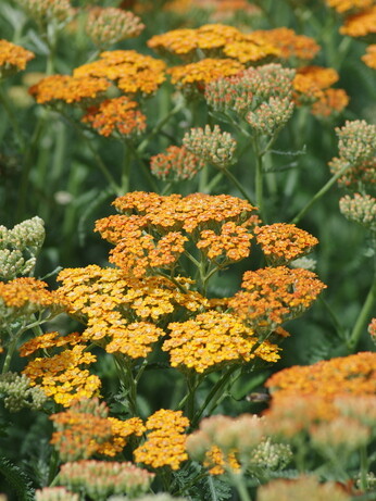 Achillea- How to Grow and Care for Achillea- How to Grow and Care for