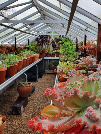 News from the garden and propagation News from the garden and propagation