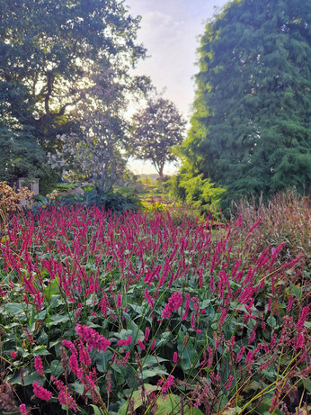 What's still in flower in October? What's still in flower in October?