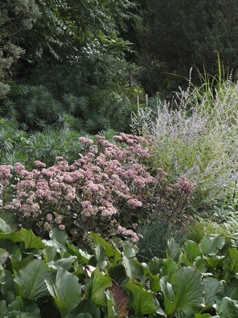 Weekly catch up with garden & propagation Weekly catch up with garden & propagation