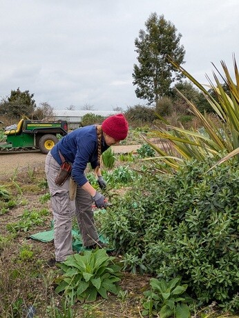 Weekly catch up with garden & propagation Weekly catch up with garden & propagation