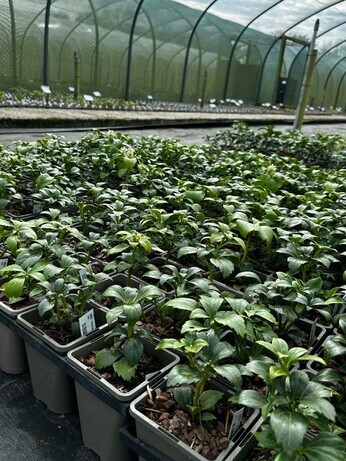 Weekly catch up with gardens & propagation Weekly catch up with gardens & propagation