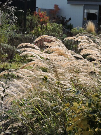 Sensational Seedheads Sensational Seedheads