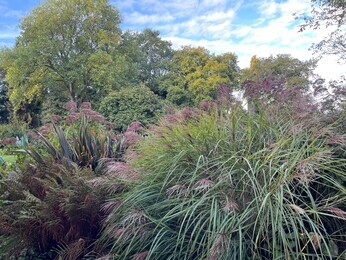 Ornamental Grasses for Autumnal Interest Ornamental Grasses for Autumnal Interest