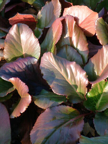 Top 10 early spring plants Top 10 early spring plants