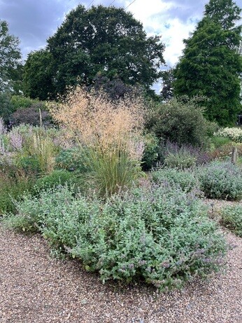 Weekly catch up with garden and propagation Weekly catch up with garden and propagation
