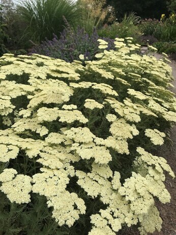 Achillea- How to Grow and Care for Achillea- How to Grow and Care for