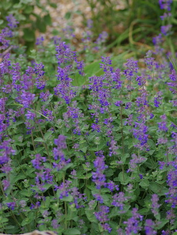 Nepeta (Catmint)- how to grow and care for Nepeta (Catmint)- how to grow and care for