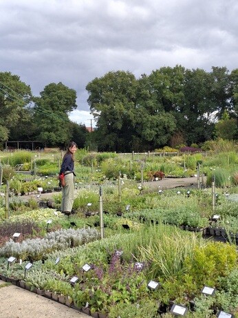 Weekly catch up with garden & propagation Weekly catch up with garden & propagation