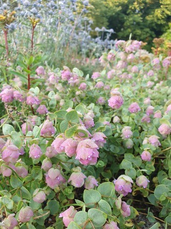 Origanum- the perfect Gravel Garden plant Origanum- the perfect Gravel Garden plant