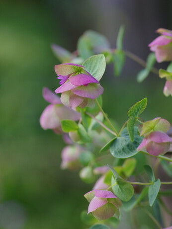 How to grow herbs and what to do with them How to grow herbs and what to do with them