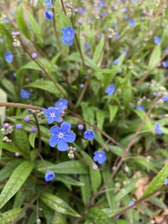 Autumn Planting: helping gardeners adapt to a changing climate Autumn Planting: helping gardeners adapt to a changing climate
