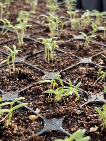 A guide to seed sowing A guide to seed sowing