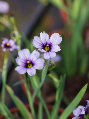 Weekly catch up with garden & propagation Weekly catch up with garden & propagation