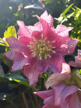 Top 10 early spring plants Top 10 early spring plants