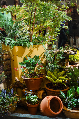 RHS Urban Show 2024 RHS Urban Show 2024