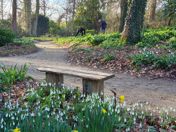 Splendid snowdrops at the Beth Chatto Gardens Splendid snowdrops at the Beth Chatto Gardens