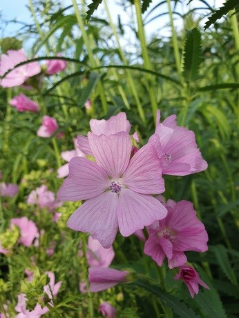 Our favourite perennials for late summer colour Our favourite perennials for late summer colour