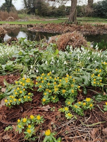 My year as a trainee at Beth Chatto's Plants & Gardens My year as a trainee at Beth Chatto's Plants & Gardens