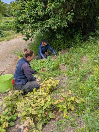 Weekly catch up with garden and propagation Weekly catch up with garden and propagation
