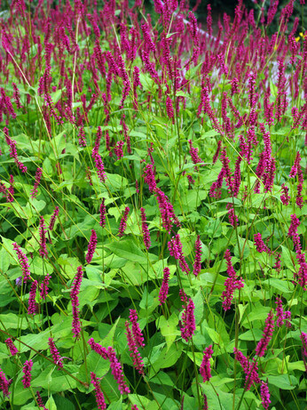 Top 10 moisture loving plants Top 10 moisture loving plants