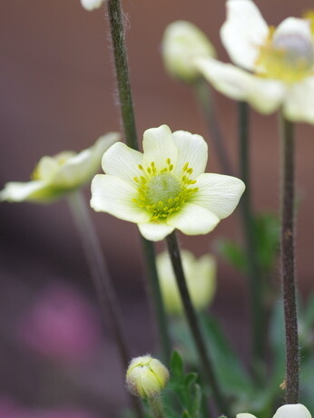 Plant profile - Dwarf anemone Plant profile - Dwarf anemone