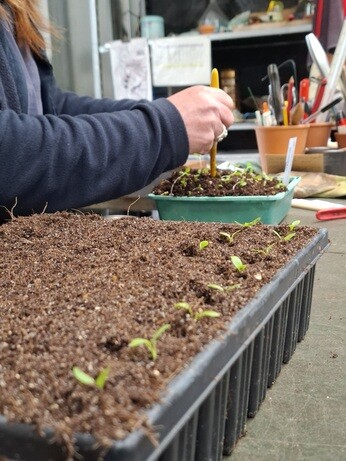 Weekly catch up with garden & propagation Weekly catch up with garden & propagation