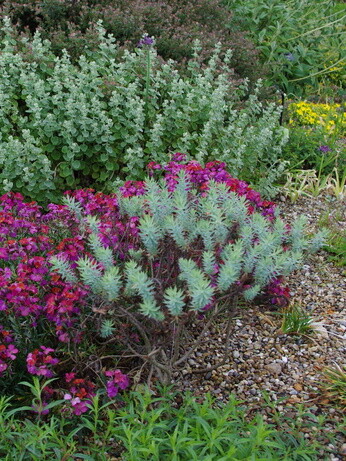 Weekly catch up with garden & propagation Weekly catch up with garden & propagation
