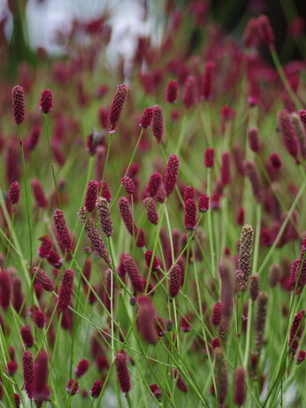 Weekly catch up with garden & propagation Weekly catch up with garden & propagation
