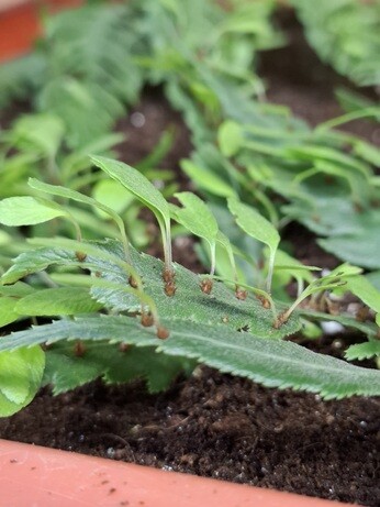 Weekly catch up with garden & propagation Weekly catch up with garden & propagation