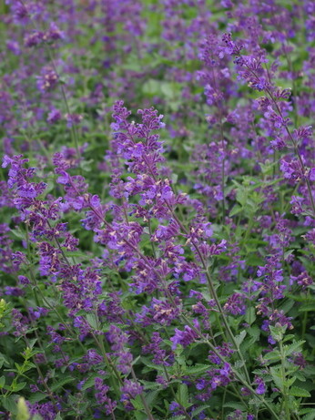 Plant combination ideas in June Plant combination ideas in June