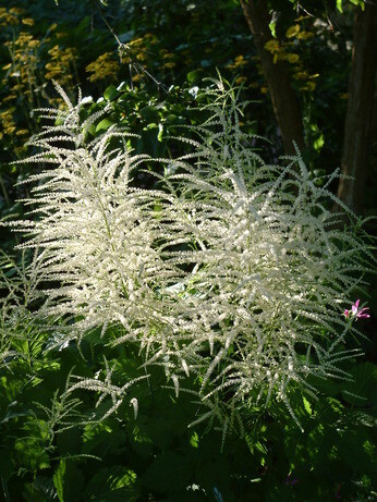 Perennials for Great Autumn Colour Perennials for Great Autumn Colour