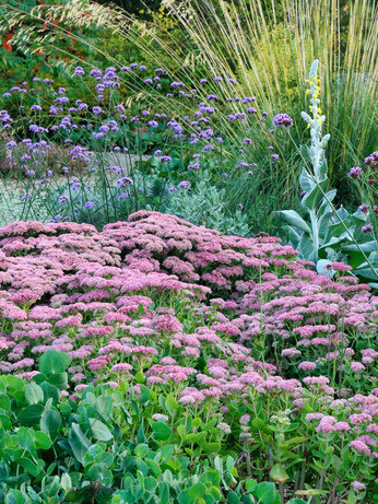 Top 12 drought-resistant plants Top 12 drought-resistant plants